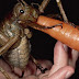 Descubren el insecto más pesado del mundo en Nueva Zelanda