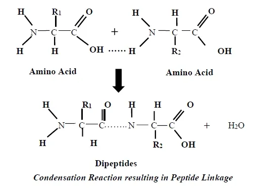 Condensation reaction of Amino acids to form protein
