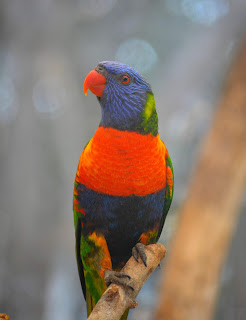 Loris arcoíris (Trichoglossus haematodus)