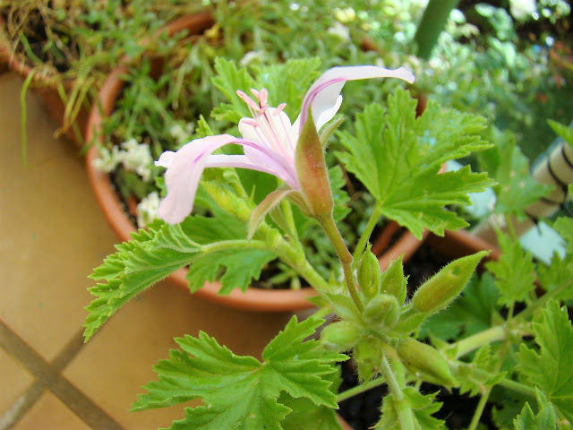 Geranio citronela (Pelargonium citronellum J. JA Van der Walt).