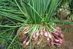 Cara Menanam Bawang Merah Yang Tepat