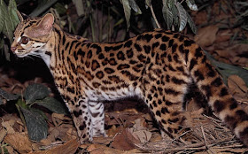 margay Margay wiedii