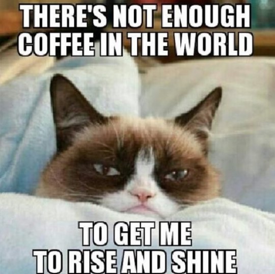 Grumpy Cat Memes