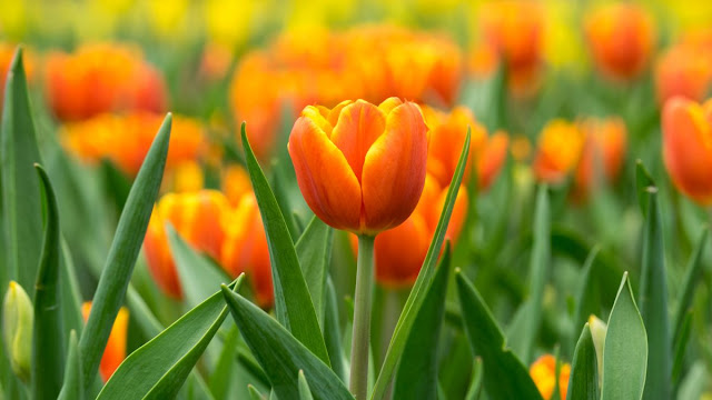 Las flores en sueños y su significado