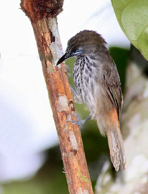 Streaked Bulbul