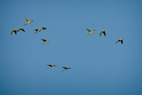 Monk Parakeets.