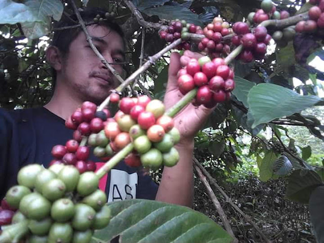 cara-agar-kopi-robusta-berbuah-sepanjang-tahun