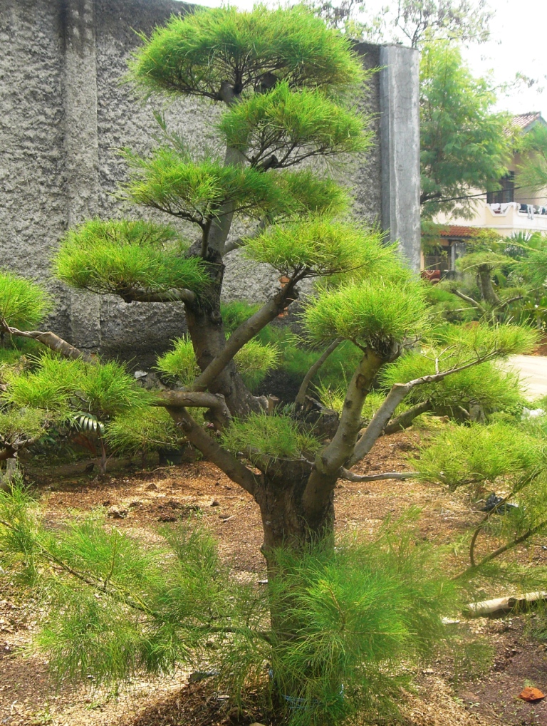 POHON CEMARA UDANG BONSAI CEMARA UDANG JUAL TANAMAN 