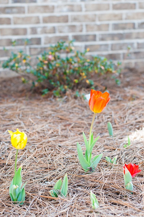 Tulips blog-1