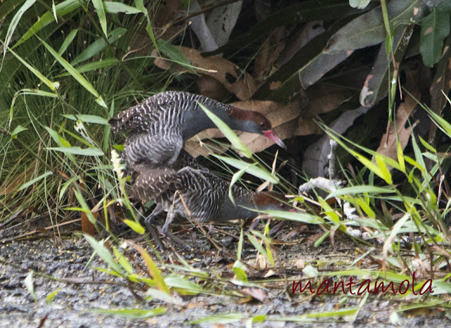 Slaty-Breasted Rail (Gallirallus striatus)