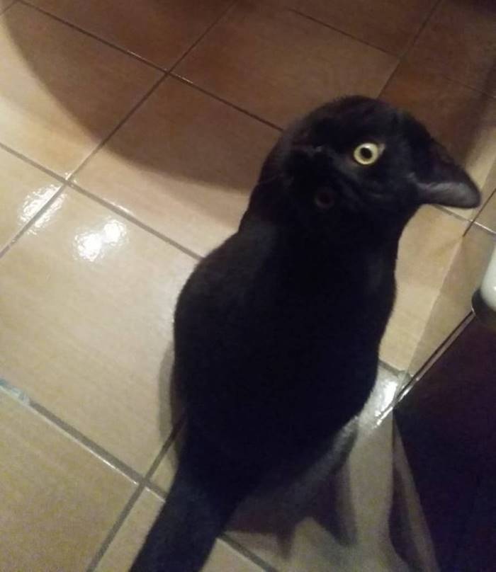 Is this a cat or a raven?