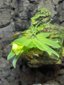Psygmorchis pusilla, orchidea miniatura dettaglio del fiore in apertura