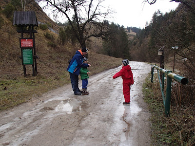 Pieniny, Rezerwat Biała woda, grzyby 2017, grzyby zimowe, grzyby w Pieninach