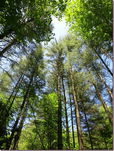 TreesUpIMG_3863