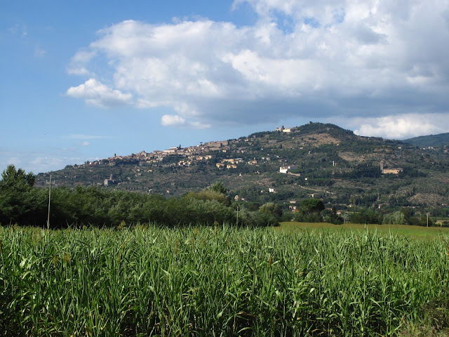 View of Cortona on the hillside from the valley floor, Cortona, Tuscany, Umbria