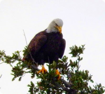  An American Bald Eagle.
