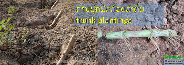 http://hukased.blogspot.com/2017/02/trunk-planting.html