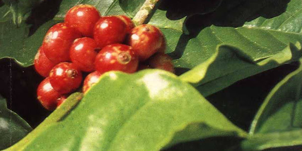 kopi menghambat penyakit Alzheimer Dementia