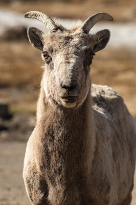 Rocky Mountain Bighorn Sheep, Mount Evans