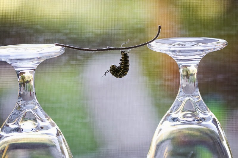 borrowed catepillar