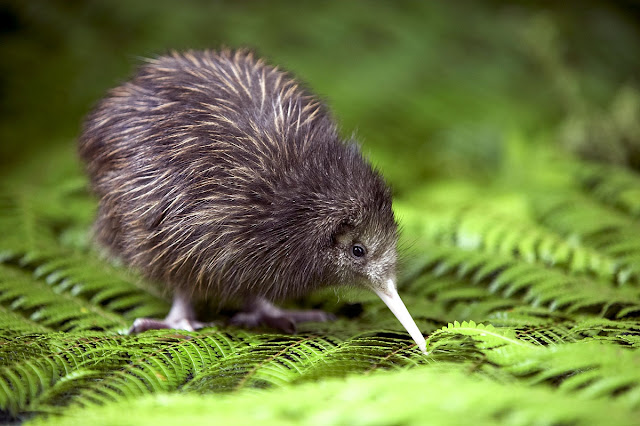 Beautiful,cute ,little and brown kiwi. little kiwi is sitting position in grass,wallpaper,pitcher,images