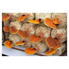 Mushroom Spawn Supplier In Baramati | Mushroom Spawn Manufacturer And Supplier In Baramati | Where To Find Mushroom Spawn In Baramati