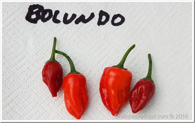 bolundo