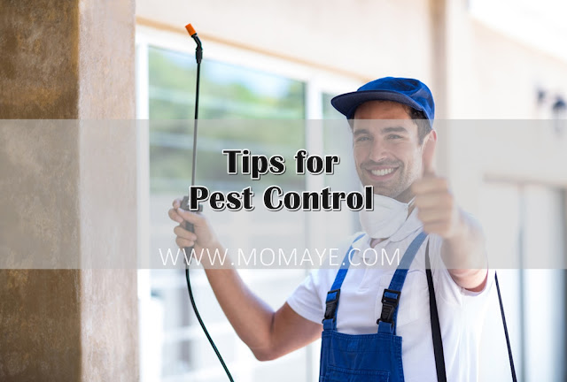 home, home and living, pests, pest control, tips for pest control