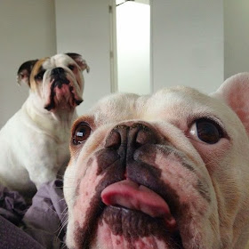 Cute dogs - part 3 (50 pics), dog photobomb other dog