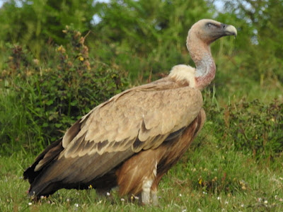 Salida Foces de Lumbier y Arbaiun