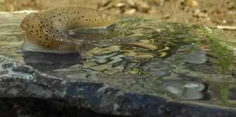 Slug