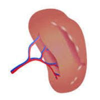 human spleen,blood storage spleen