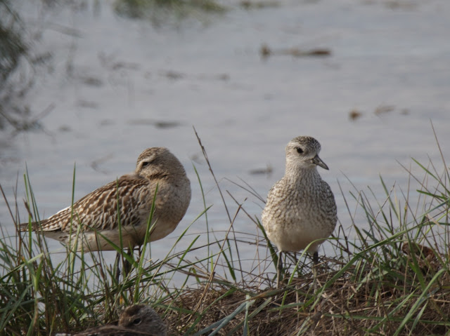 Chorlito gris (Pluvialis squatarola)