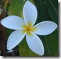 images (1)
