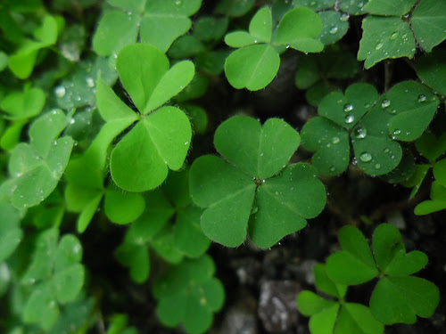 clover