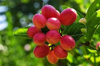 Synsepalum dulcificum