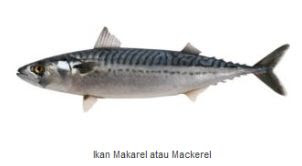 Ikan Laut Konsumsi - Ikan Makarel (Mackerel)