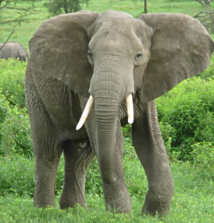 Elephants In Africa. Elephant in Africa!
