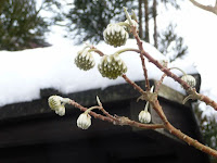 何の花、春が待ちどうしく蕾も膨らんでいく・・・。