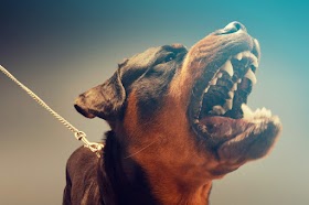 Animal Bite Injury Lawyer In Cary, North Carolina: Protecting Your Rights After a Wildlife Encounter