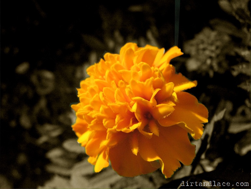 IMG_8254edit