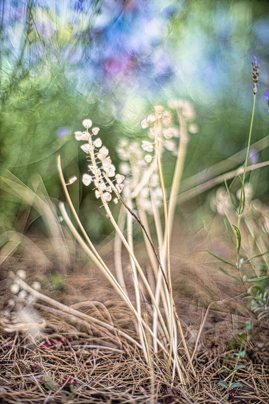 Bilder der Woche #183 (KW 26/2023) — Frühlingsblüherüberbleibsel