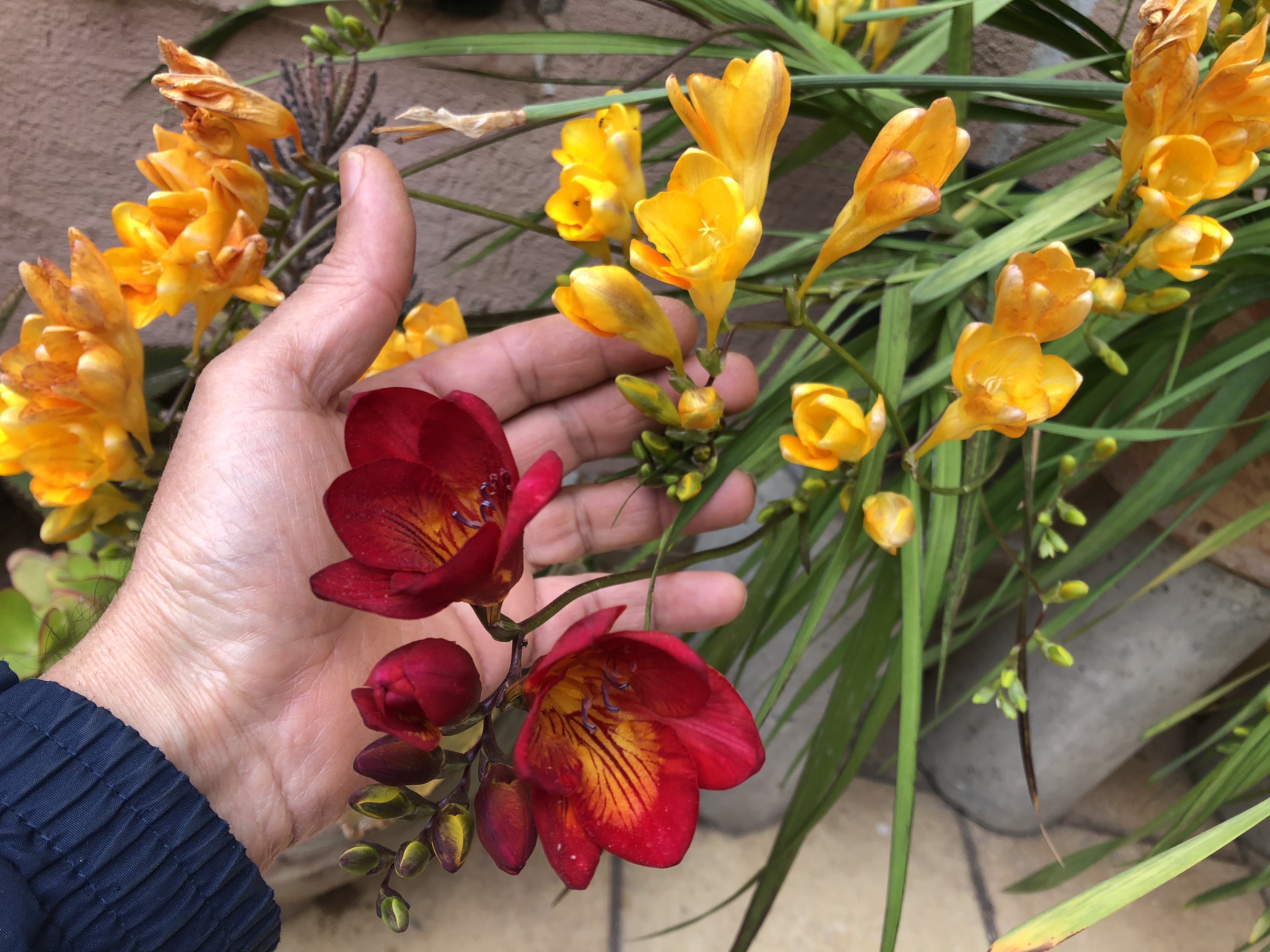 Growing freesia from prepared bulbs increases your success with getting beautiful blooming flowers. If you want to know when and how to collect freesia flower bulbs, and what is the proper way to store them and increases your success?