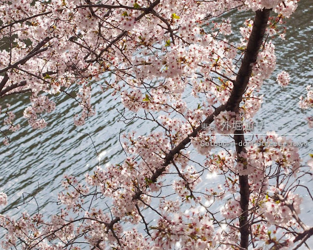 外堀通りの桜並木