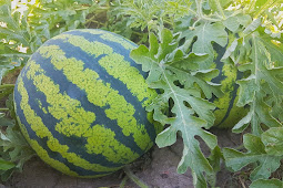 Tanaman Buah Semangka Dalam Pot