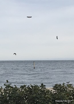 3 of the 4 Bald Eagles wewere watching