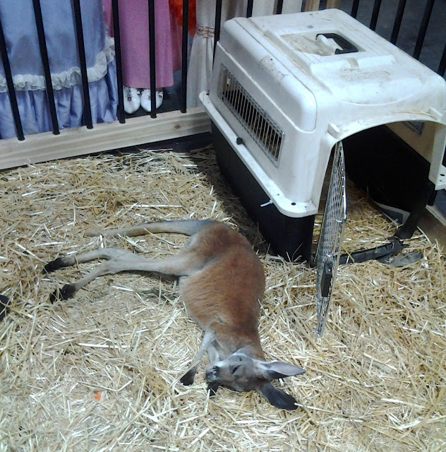 kdays kangaroo