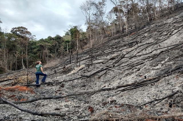 Operação Mata Atlântica em Pé