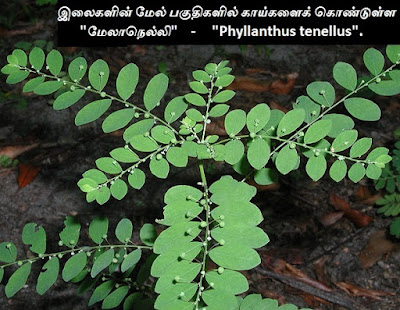 Phyllanthus tenellus
