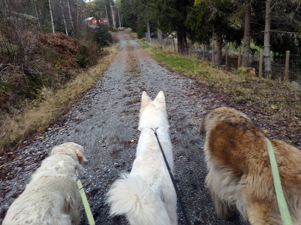 bårnåsåsen bygda rundt
